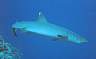 shark10.jpg