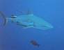 shark12.jpg