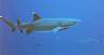 shark2.jpg