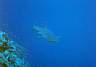 shark7.jpg