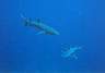 shark8.jpg